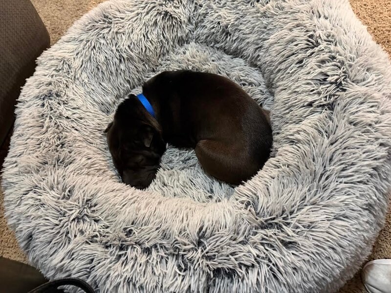 Picture of the Animal Listed